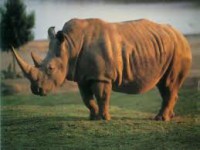 /album/blog-sobre-animais/images-2-jpg/
